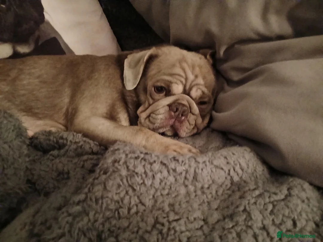 Pug dogs for sale: Chocolate male pug in Blackburn - Advert 1