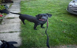 Labrador Retriever dogs for sale: Young Labrador looking for new 🏡  - Image 1