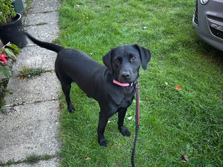 Labrador Retriever dogs - Advert 4