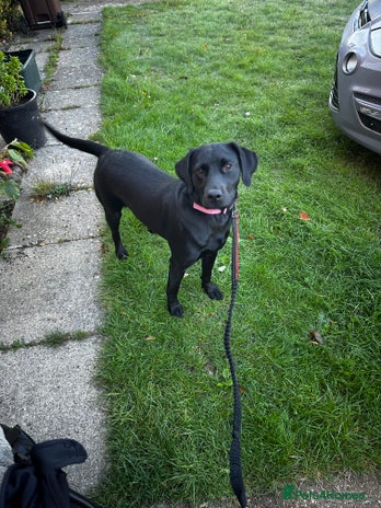 Labrador Retriever dogs - Advert 9