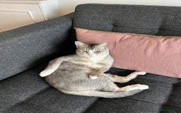 Mixed Breed cats for adoption: SKY - UNUSUAL MIXBREED HANDSOME PERFECT HEALTH - Image 4