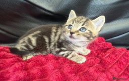 Domestic Shorthair cats for sale: 6 adorable kittens, healthy and playful 😍😻 - Image 3