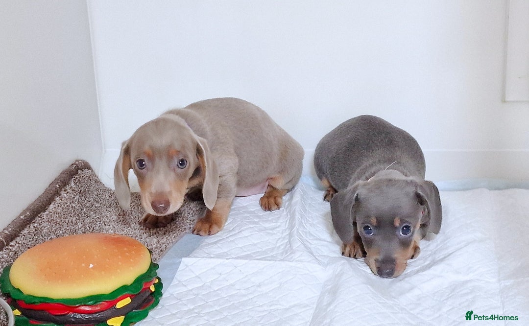 Miniature Dachshund dogs for sale: 2 FEMALES AVAILABLE BLUE & TAN &ISABELLA TAN  - Advert 2