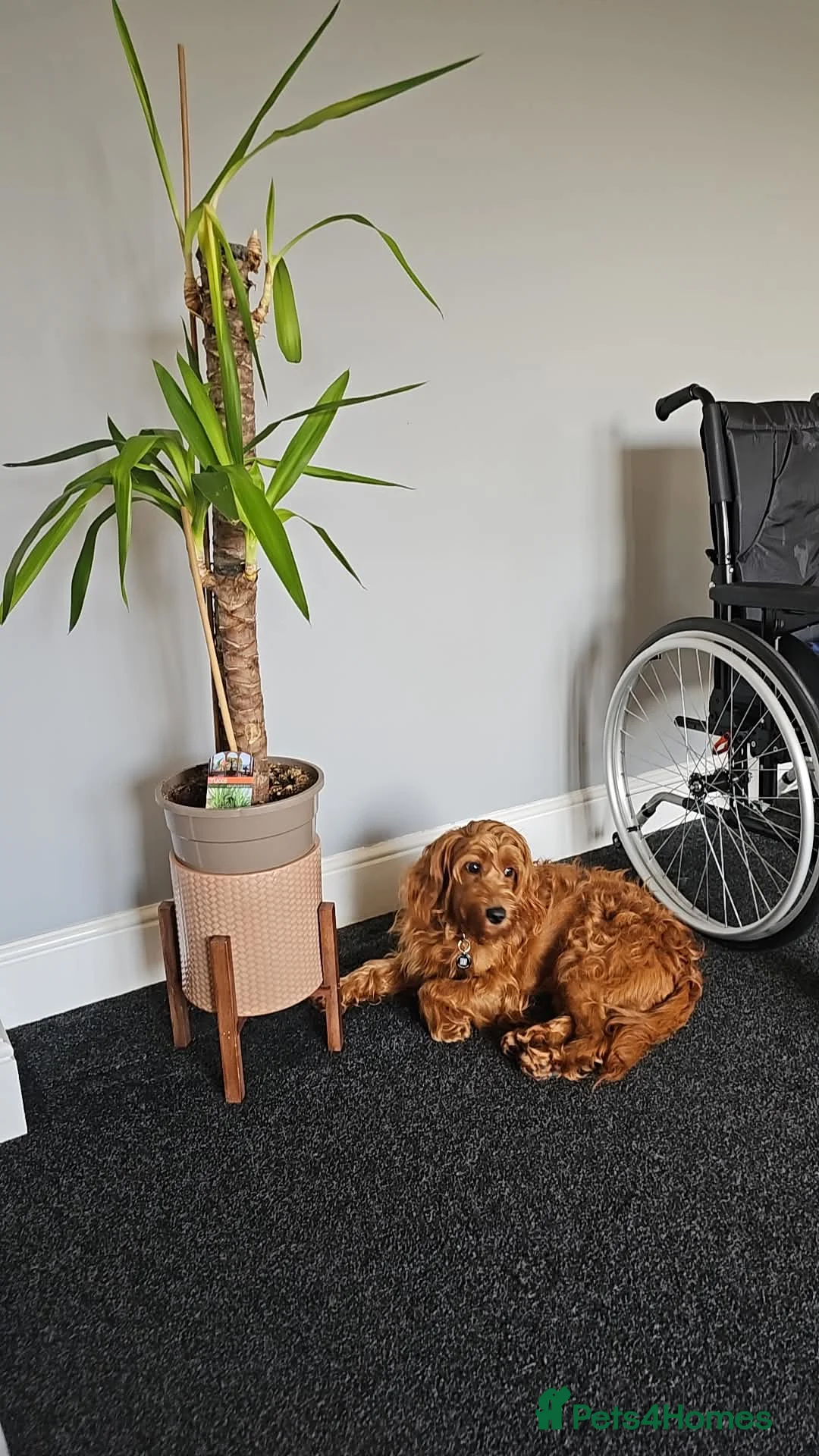 Cockapoo dogs for sale: F1 Fox Red Cockapoo in Port Glasgow - Advert 11