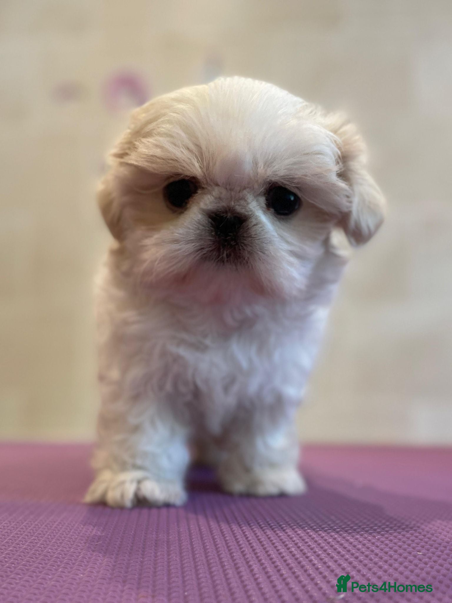 Shih Tzu dogs Beautiful Karashishi Shihtzus  - Advert 1