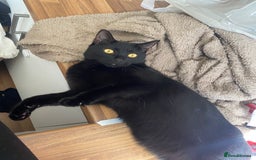 Mixed Breed cats for sale: Black male cat  - Image 1