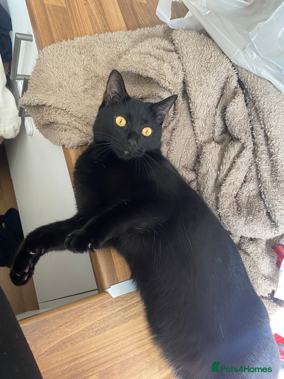 Mixed Breed cats for sale: Black male cat  - Image 1