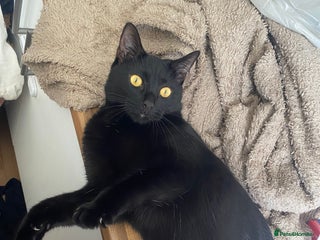 Mixed Breed cats - Advert 25