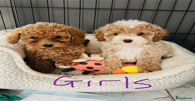 Miniature Poodle dogs - Advert 2