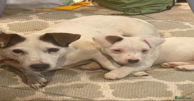 Jack Russell dogs 1 Jack Russell terrier bitch - Advert 2