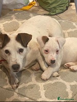 Jack Russell dogs 1 Jack Russell terrier bitch - Advert 2