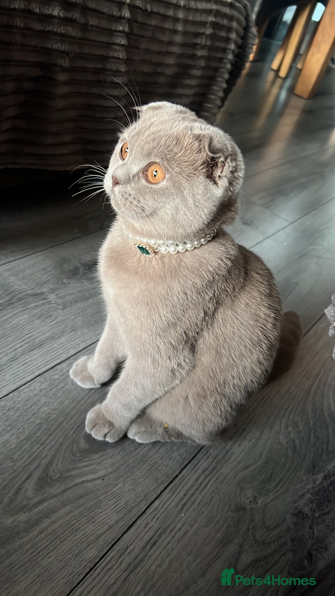 Mixed Breed cats Scottish Fold x BSH  - Advert 1