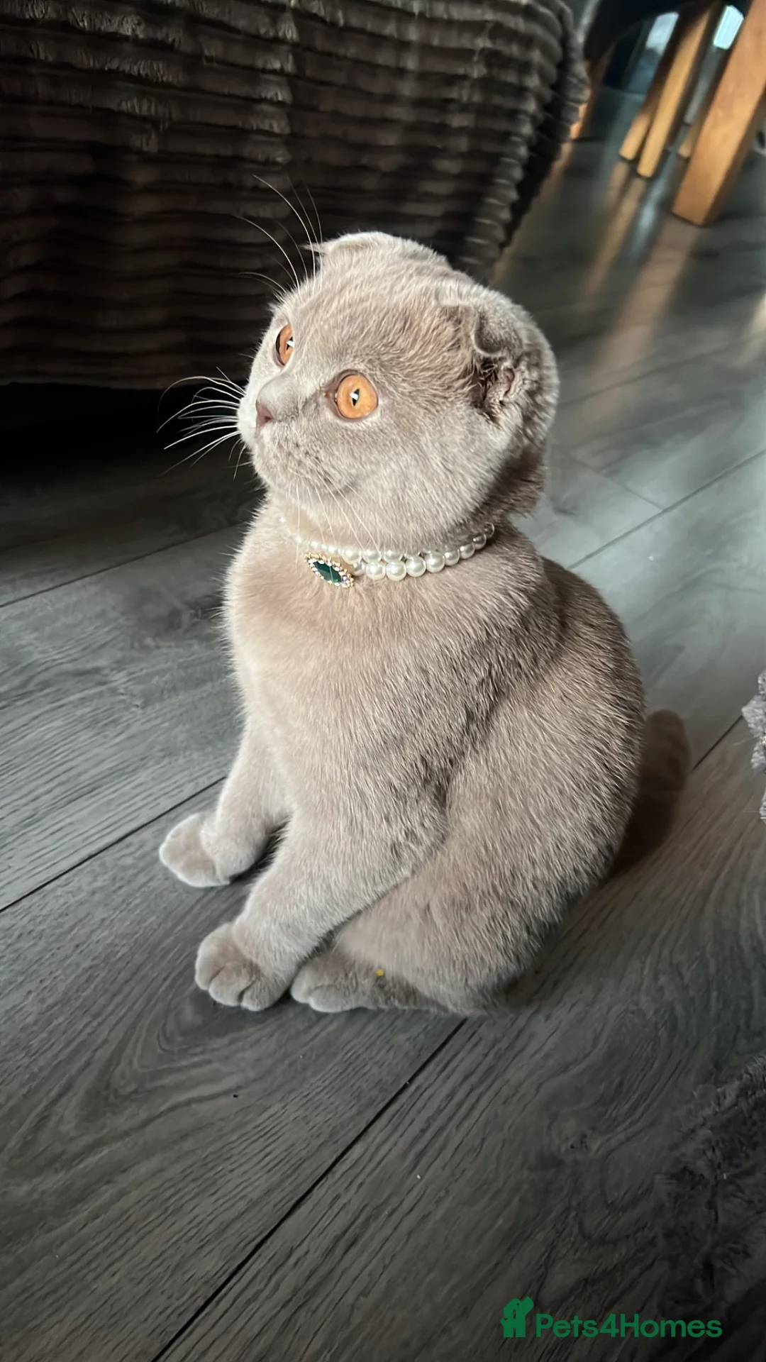 Mixed Breed cats for sale: Scottish Fold x BSH  - Advert 1