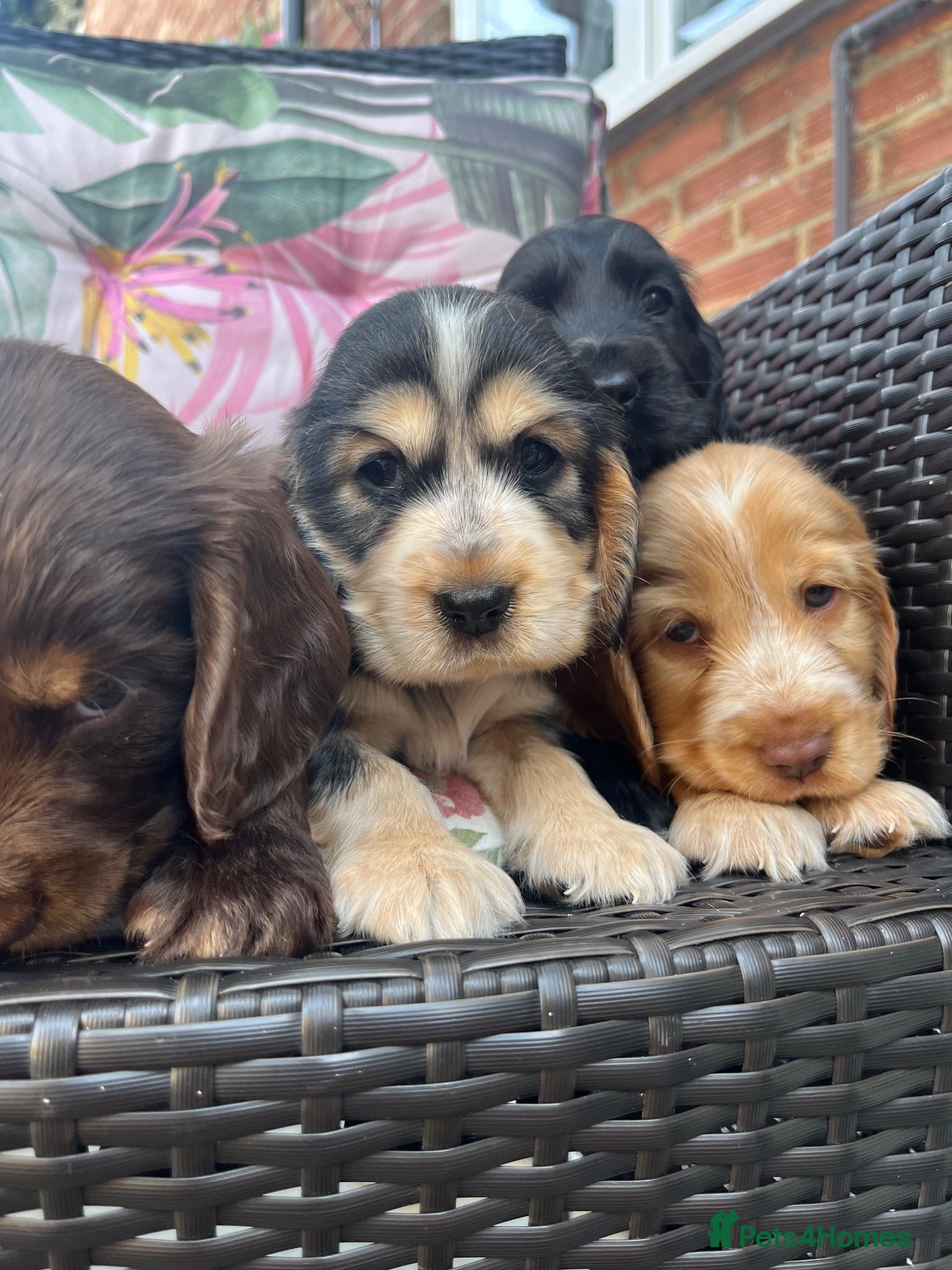 Cocker Spaniel dogs Kc show type cocker spaniel puppies  - Advert 5