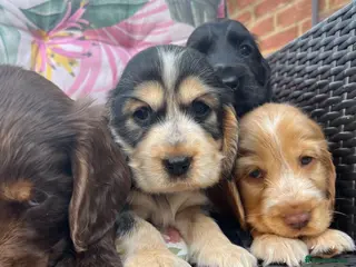 Cocker Spaniel dogs Kc show type cocker spaniel puppies - Advert 5
