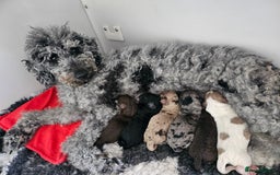 Cockapoo dogs for sale: Cockapoo puppies - Image 1