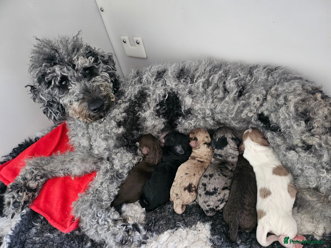 Cockapoo dogs for sale: Cockapoo puppies - Image 1