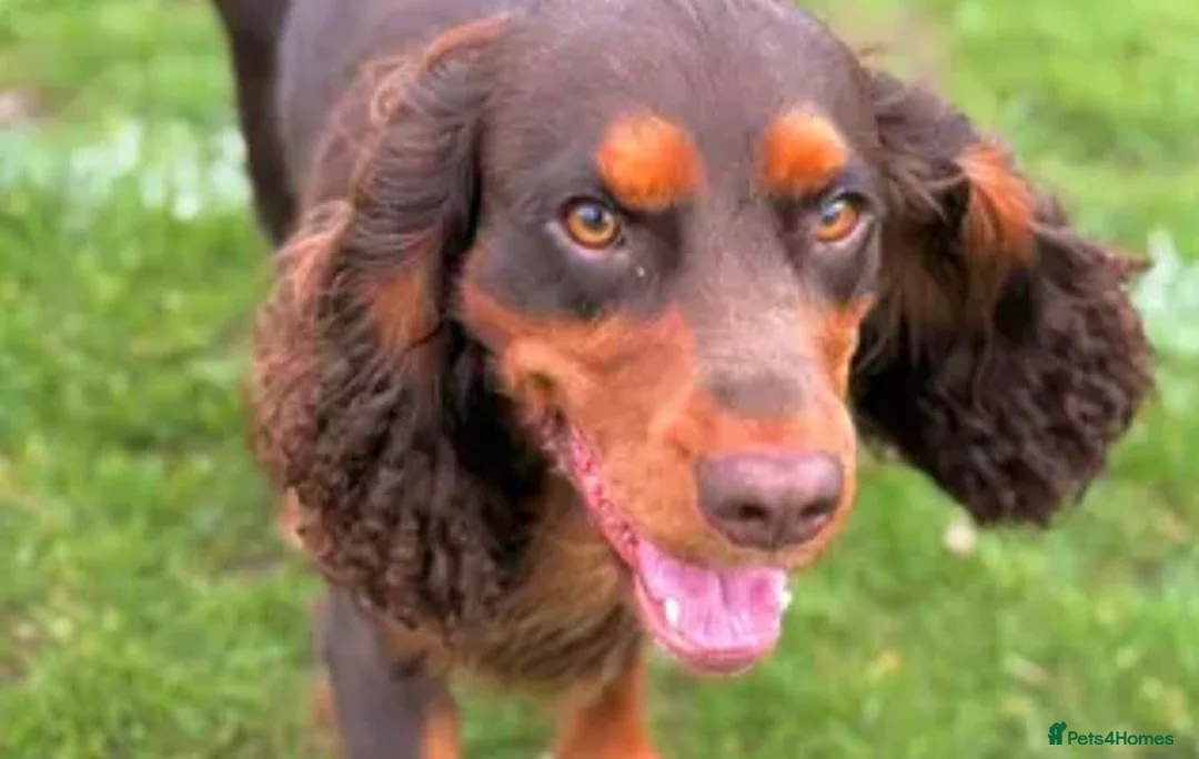 Cocker Spaniel dogs for sale: Gorgeous working cocker puppies  - Advert 7