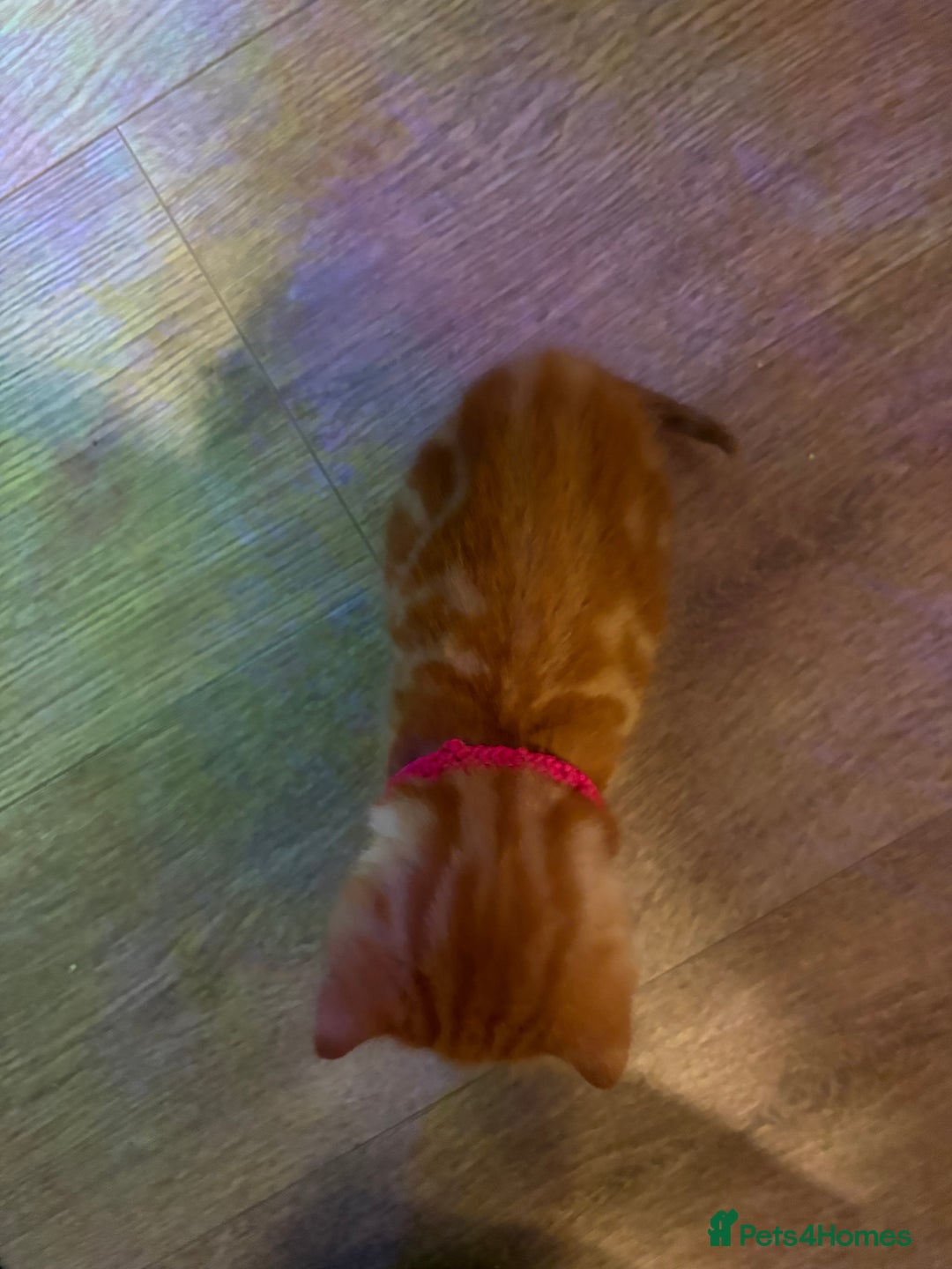 Mixed Breed cats for sale: Now Reserved Beautiful Ginger Male Kitten 4 weeks - Advert 8