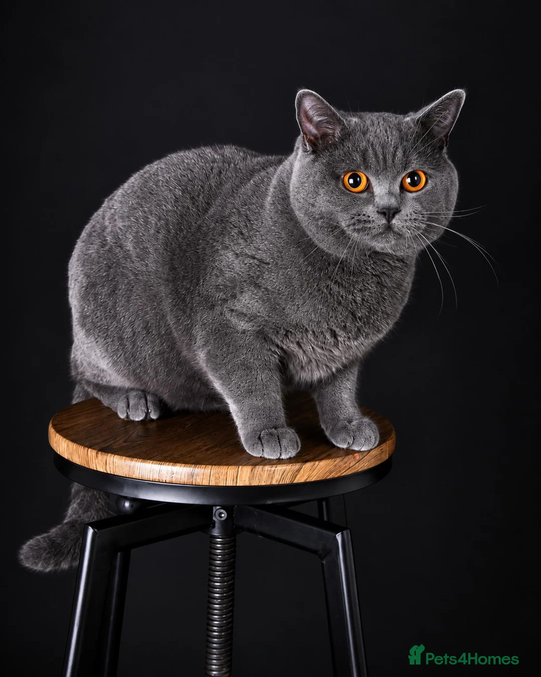 British Shorthair cats for stud: 🐾 LEO – GCCF ACTIVE REGISTERED STUD 🐾 - Advert 5