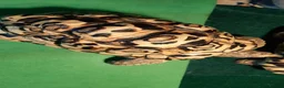 Tortoise reptiles for sale: Male Leopard Tortoise 9 years old  in Manchester - Advert 6