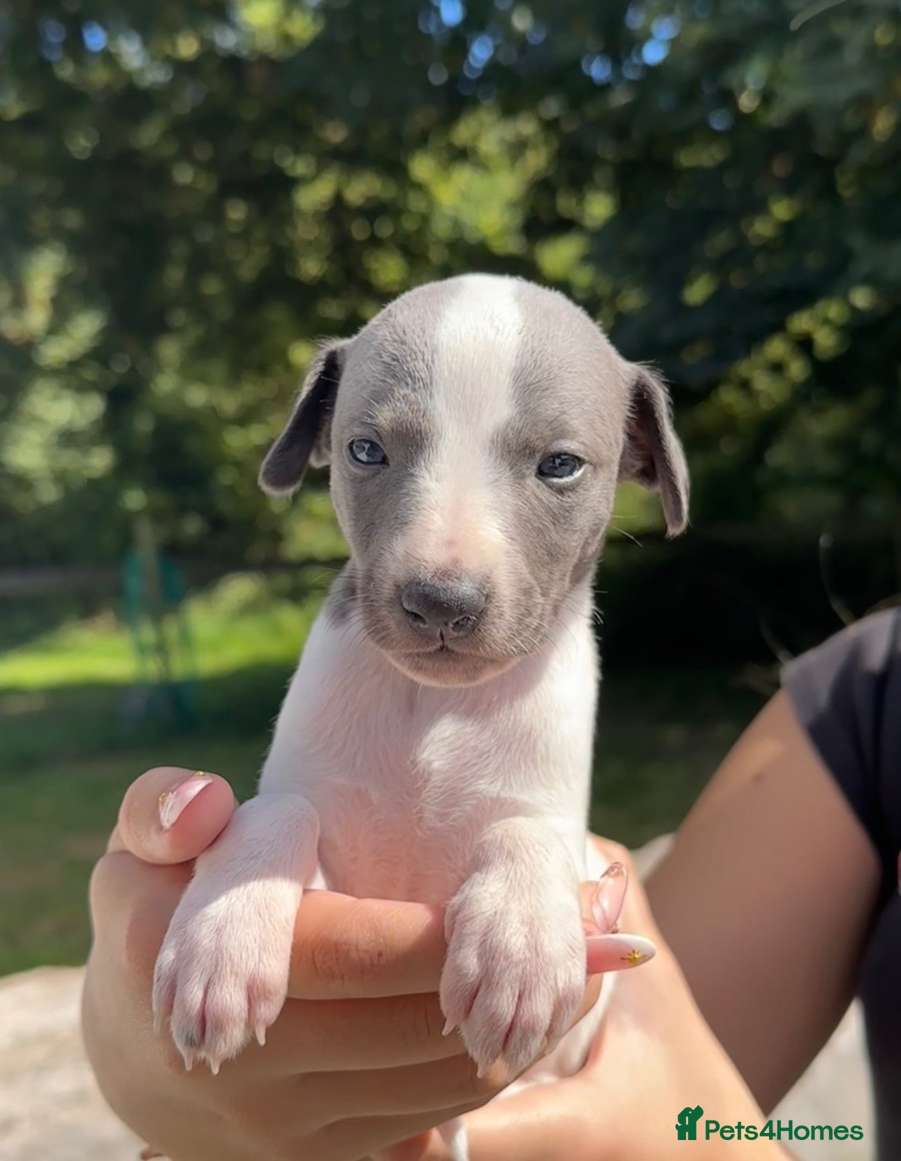 Whippet dogs 🐶Gorgeous Whippet Puppies Available🐶 - Advert 1