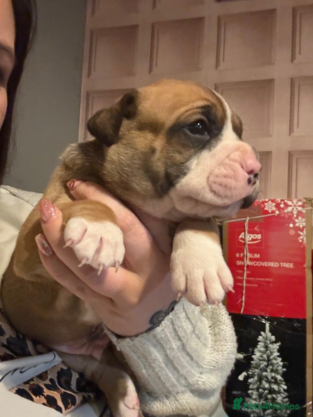 Mixed Breed dogs for sale: English bulldog x staff  - Advert 8