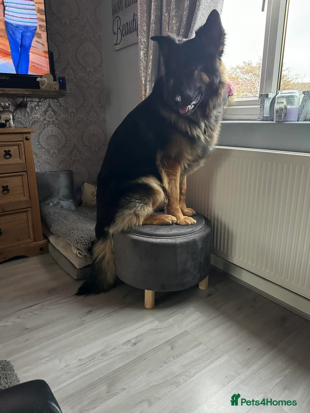 German Shepherd dogs for stud: German shepherd FOR STUD fee to be negotiated in Newark - Advert 3