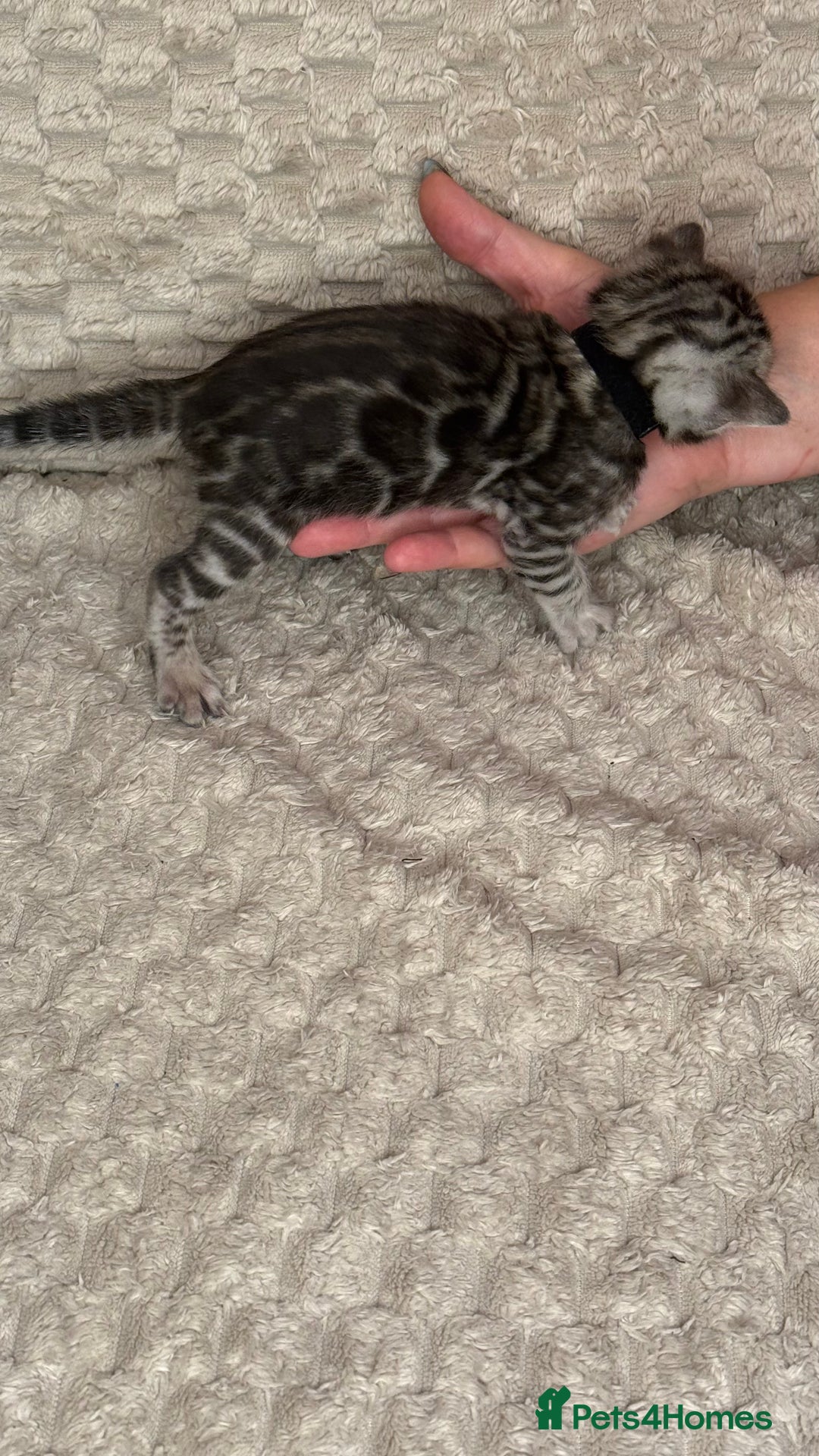 Bengal cats for sale: Pure Bengal kittens for sale  - Advert 25