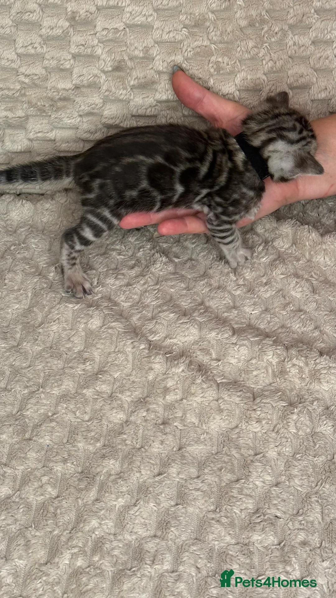 Bengal cats for sale: Pure Bengal kittens for sale just 2 boys left.  - Advert 32