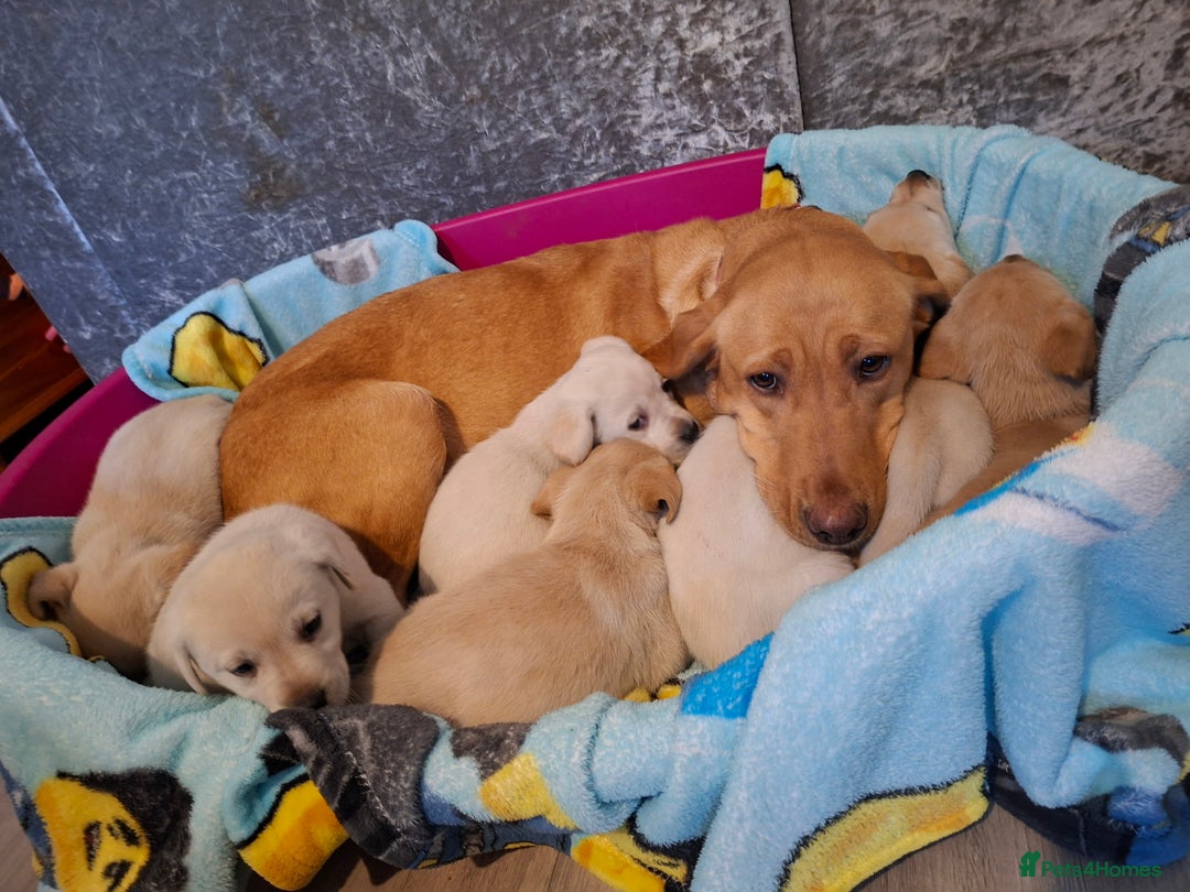 Labrador Retriever dogs for sale: Pedigree Labrador Golden Puppies - Advert 3