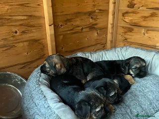 Border Terrier dogs 🐾 Adorable Border Terrier Puppies! 🐾 - Advert 5