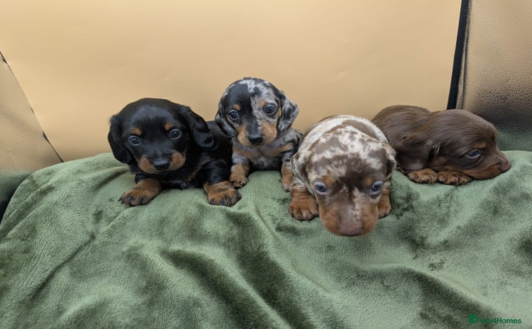 Miniature Dachshund dogs - Advert 1
