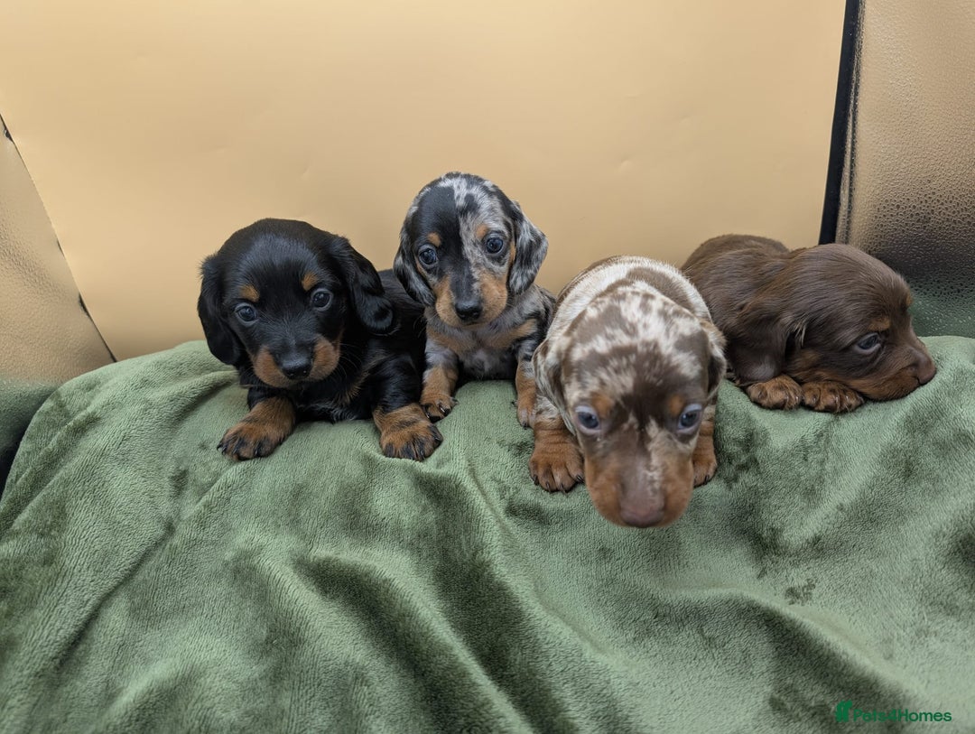 Miniature Dachshund dogs for sale: Beautiful miniature dachshund puppies - Image 1