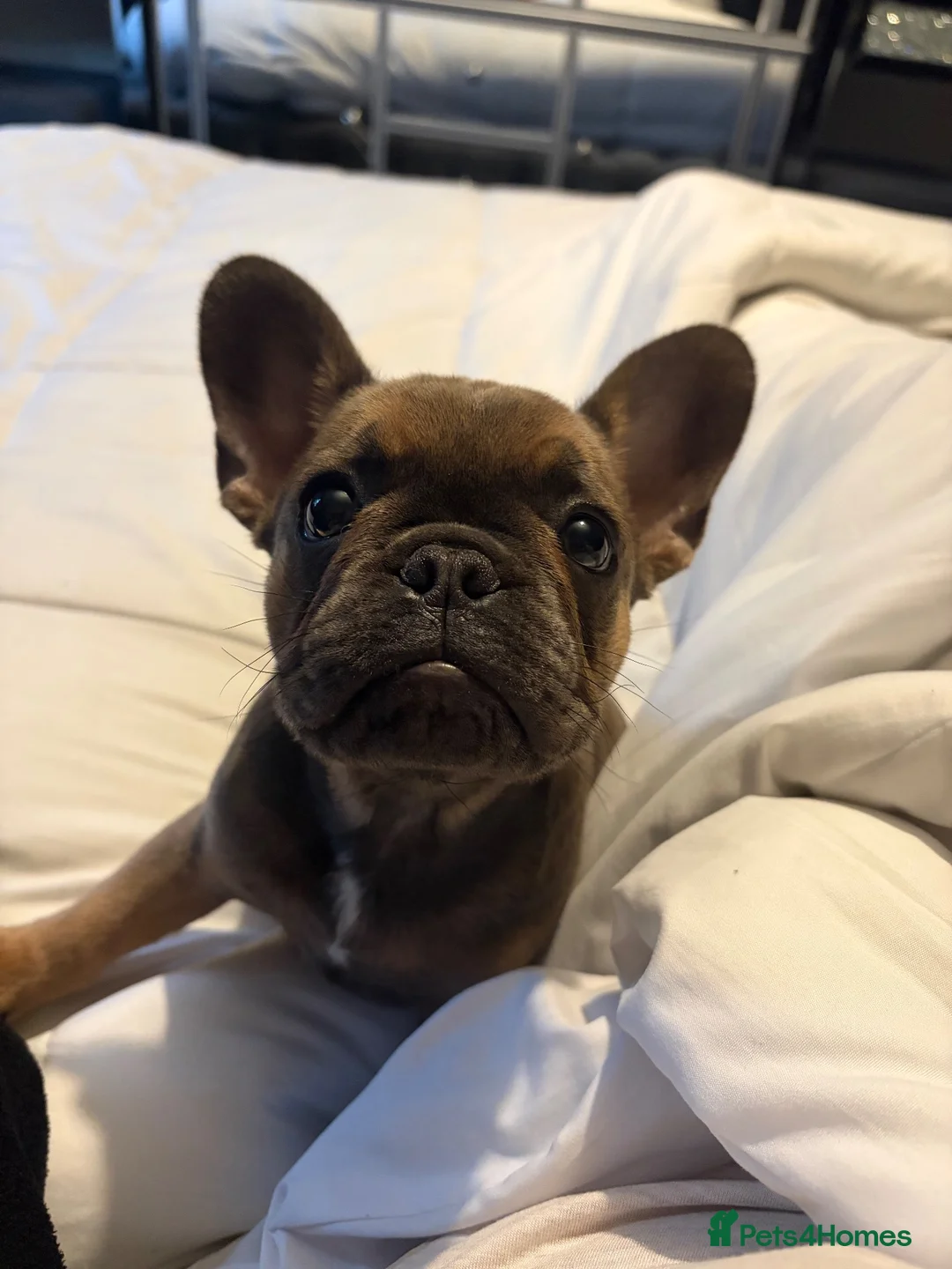 French Bulldog dogs for sale: Bella  in Cirencester - Advert 7
