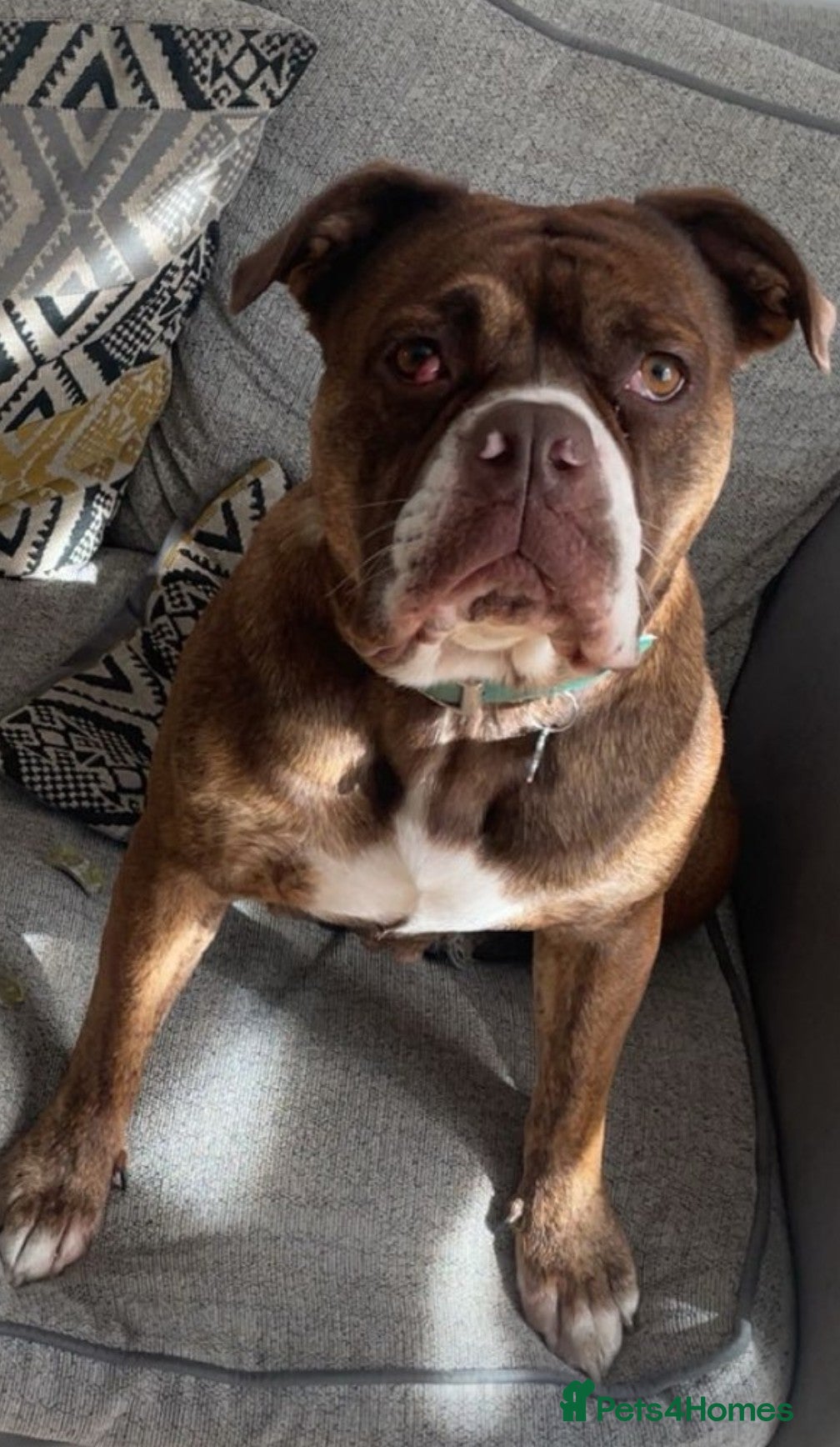 Old Tyme Bulldog dogs 2.5 year old, Old Tyme English Bulldog - Advert 1