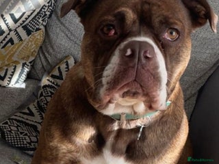 Old Tyme Bulldog dogs 2.5 year old, Old Tyme English Bulldog - Advert 1