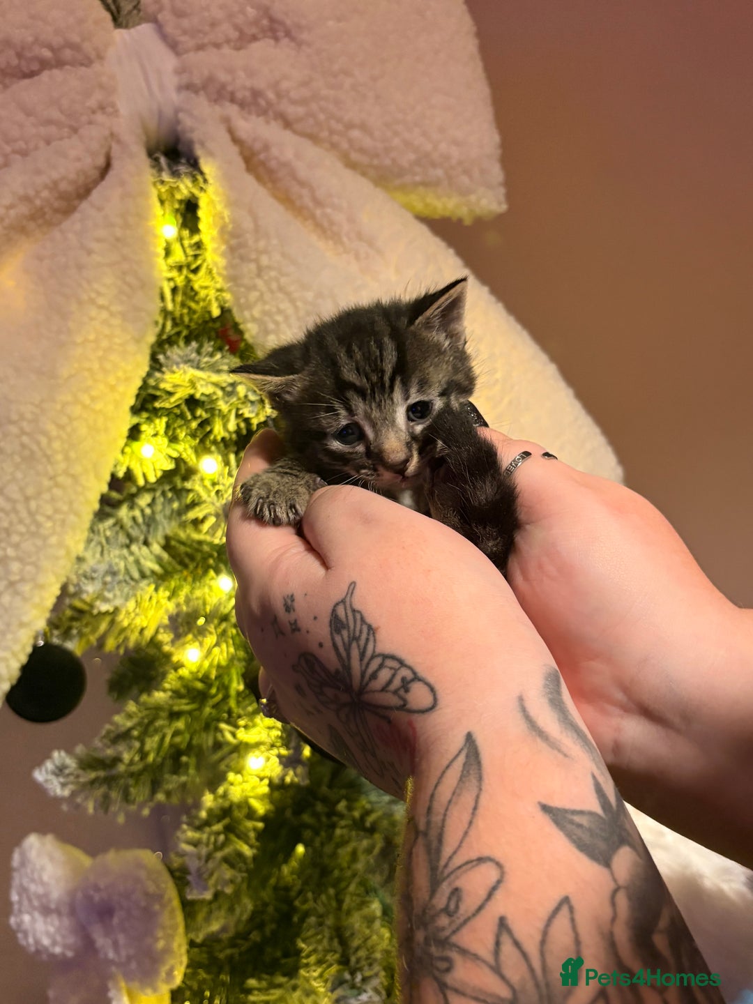 Mixed Breed cats for sale: 1 Female and 1 Male - Advert 10