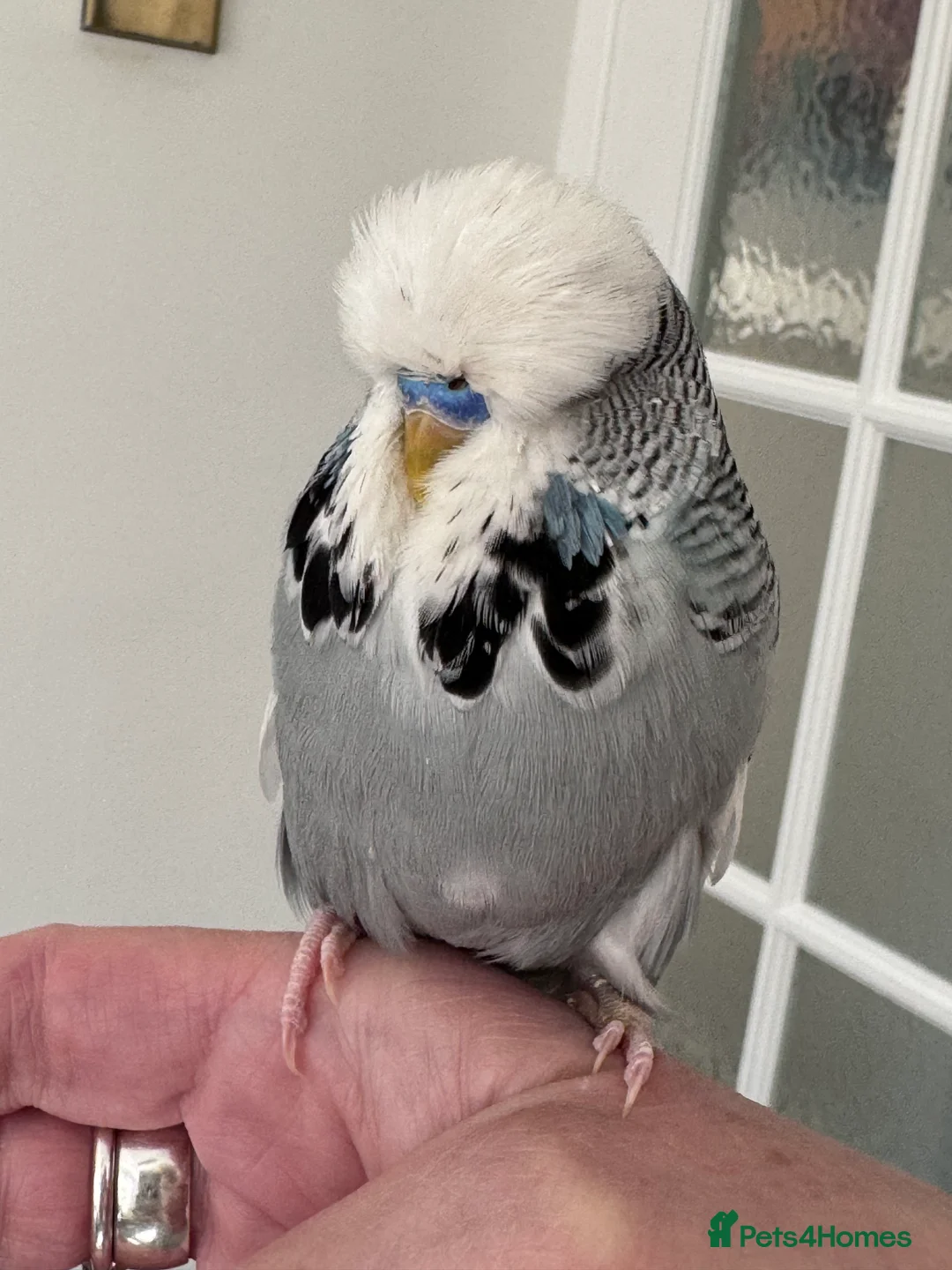 Budgerigars birds for sale: Hand Reared Super Tame Exhibition Budgie  - Advert 2