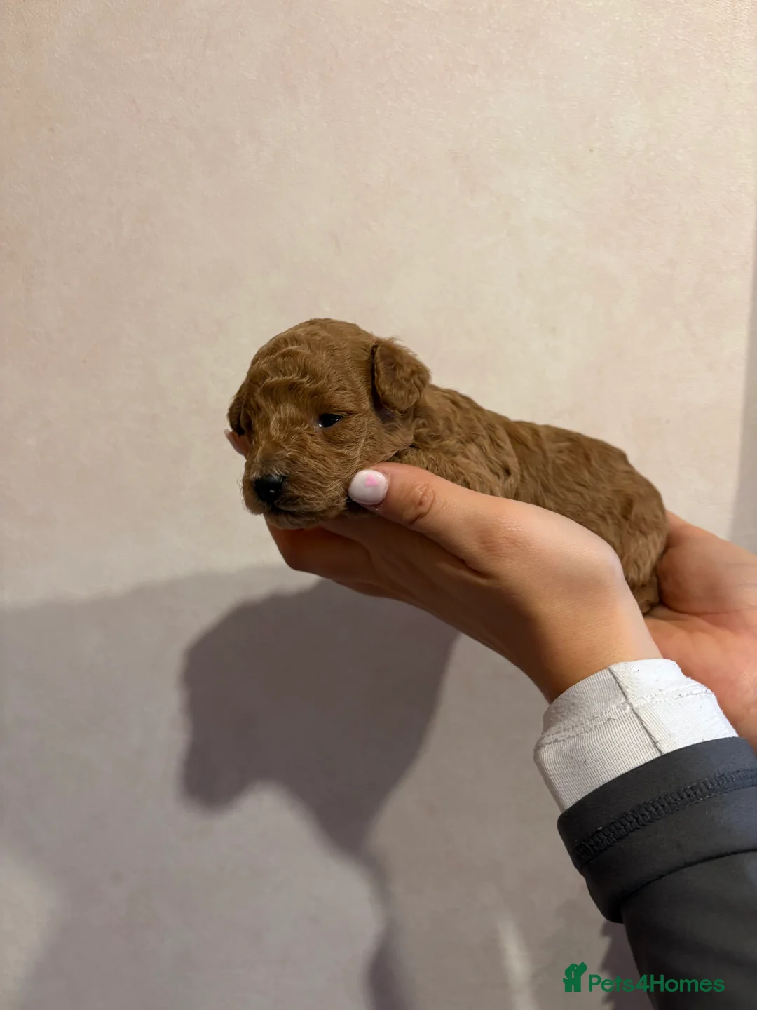 Toy Poodle dogs for sale: Toy poodle puppies  - Advert 5