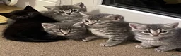 Mixed Breed cats for sale: 5 Adorable Grey & Black Kittens - Advert 3