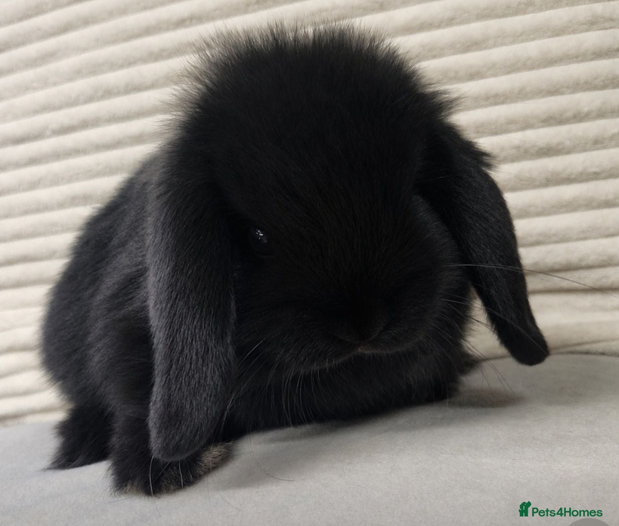 Mini Lop rabbits Mini lops ready from the 7th of August  - Advert 12