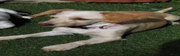 Mixed Breed dogs for sale: Pippa 1yrs cockapoochi - Advert 3
