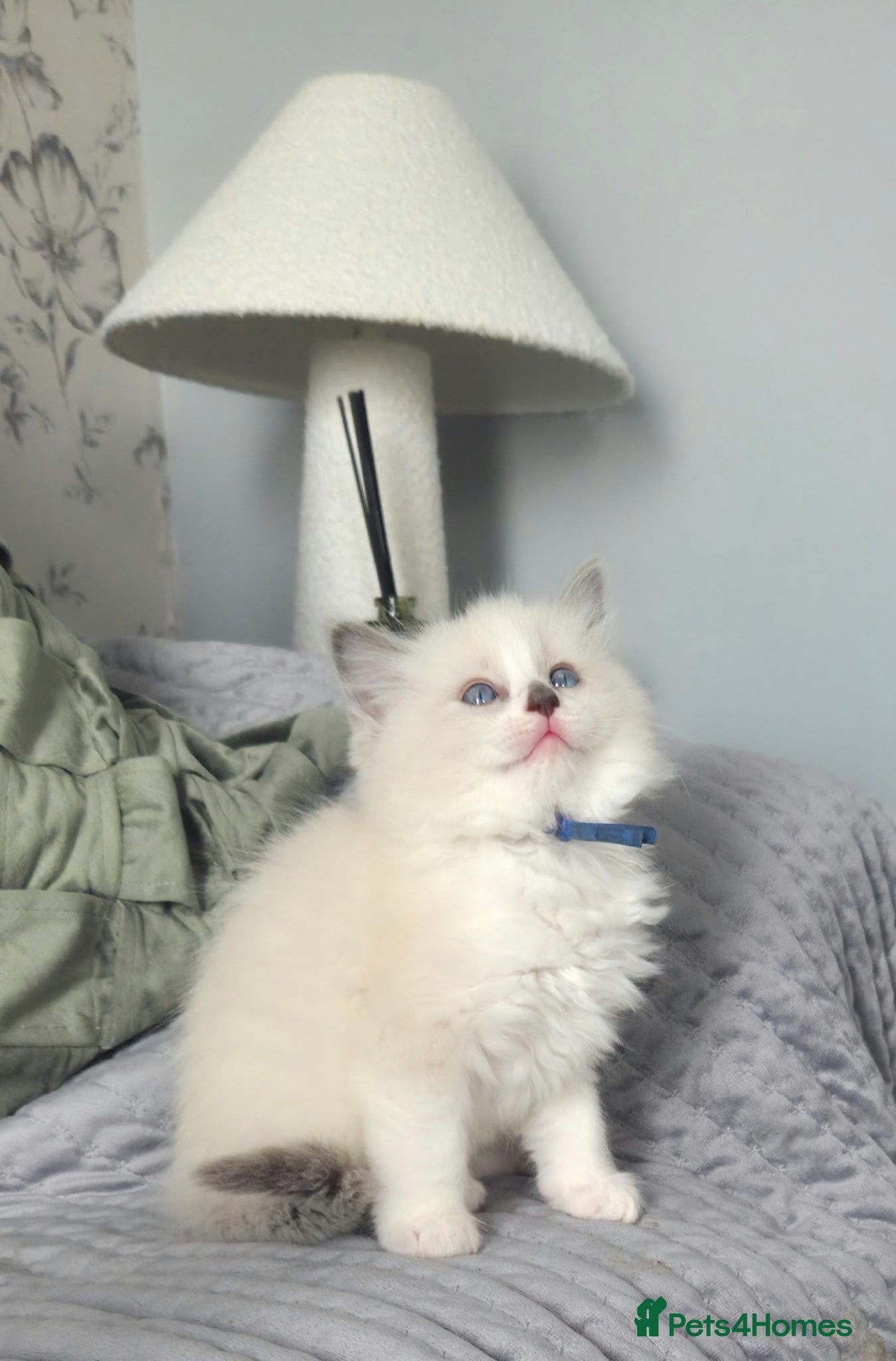 Ragdoll cats for sale: Gccf registered ragdoll kittens  - Advert 2