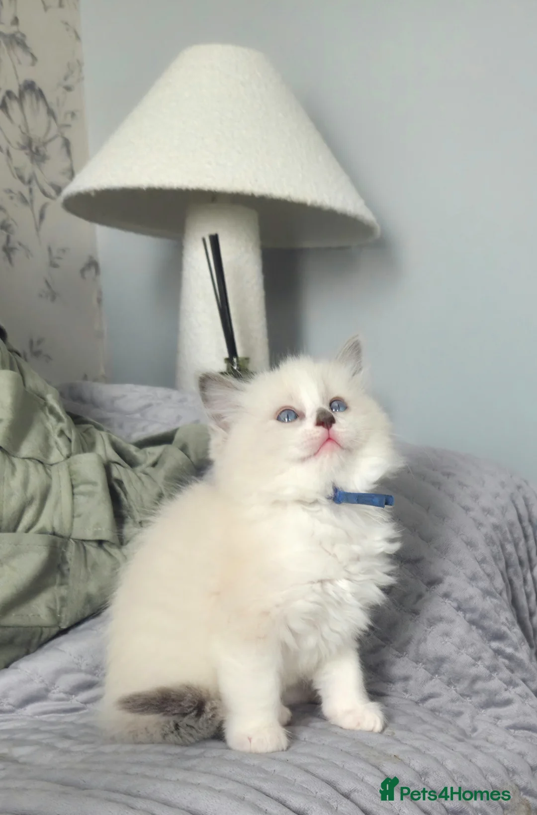 Ragdoll cats for sale: Gccf registered ragdoll kittens  - Advert 2