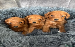 Cockapoo dogs for sale: Beautiful fox red cockapoo - Image 10
