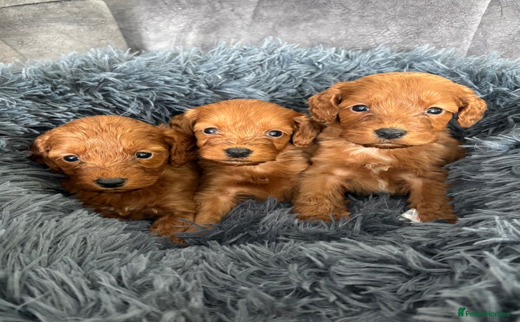 Cockapoo dogs - Advert 4