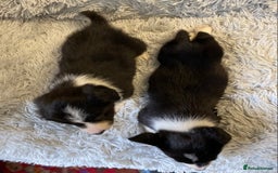 Mixed Breed dogs for sale: Gorgeous borgi pups - Image 6