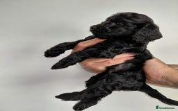 Doxiepoo dogs for sale: Beautiful fluffy Doxipoo puppies - Image 8