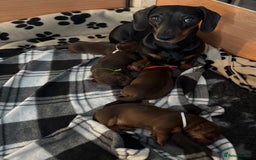 Miniature Dachshund dogs for sale: 3 Beautiful Chocolate and Tan Girls  - Advert 10